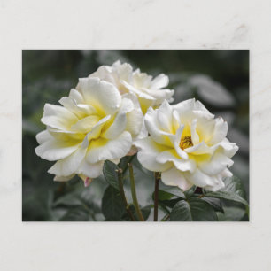 Cartes postales Photographie Rose Blanche