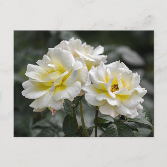 Cartes postales Photographie Rose Blanche (Devant)