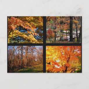 Cartes postales photographiques d'arbres d'automne