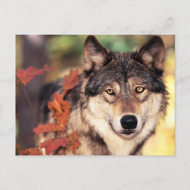 Cartes postales pour animaux 36 (Devant)
