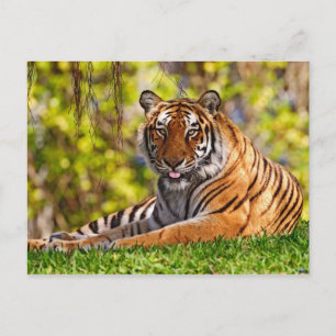 Cartes postales pour animaux 37