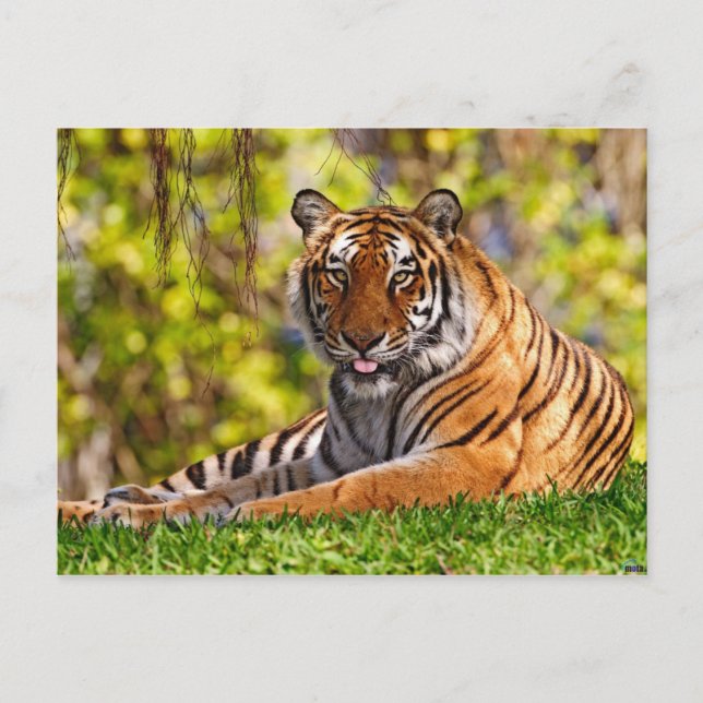 Cartes postales pour animaux 37 (Devant)