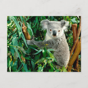 Cartes postales pour animaux 38