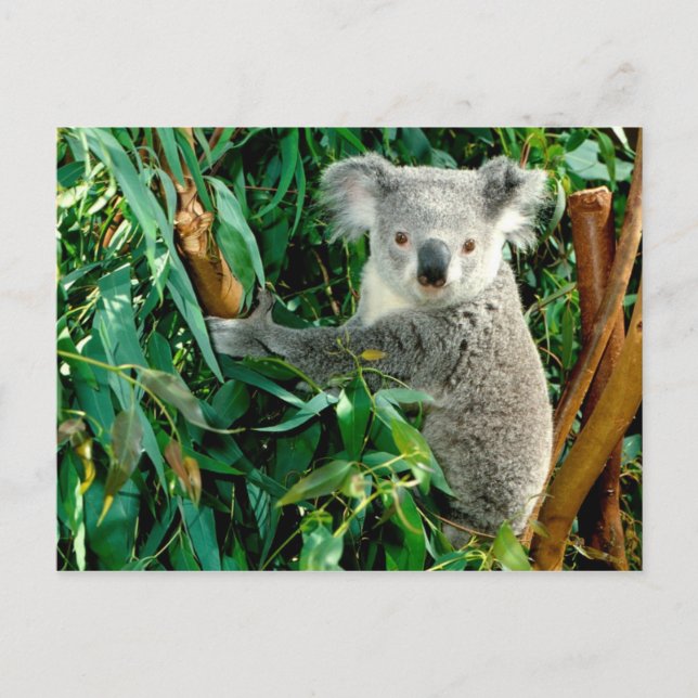 Cartes postales pour animaux 38 (Devant)