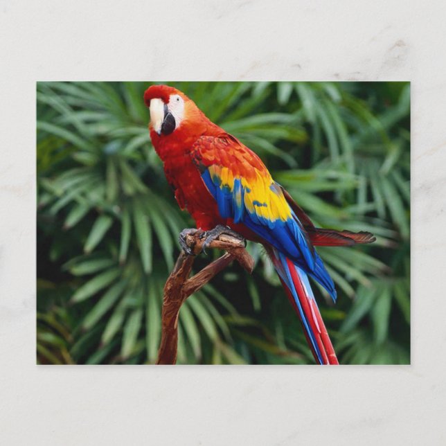 Cartes postales pour animaux 41 (Devant)