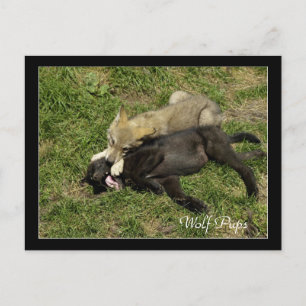Cartes postales pour animaux sauvages de loup de b