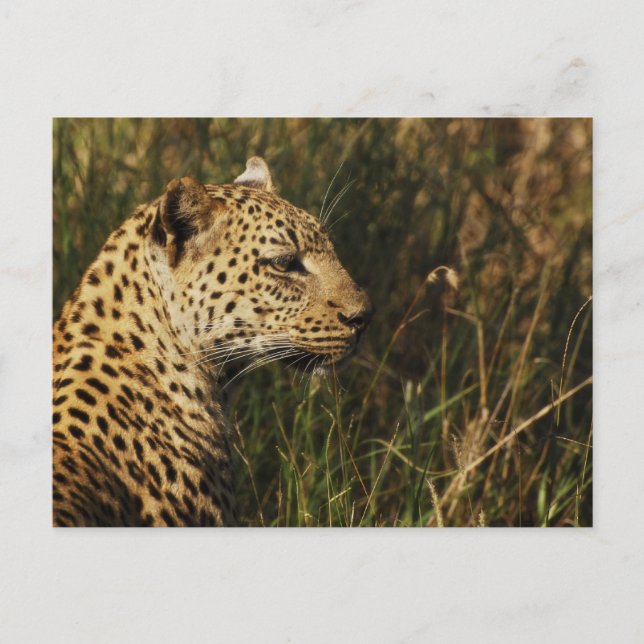 Cartes postales pour animaux sauvages Leopard (ale (Devant)