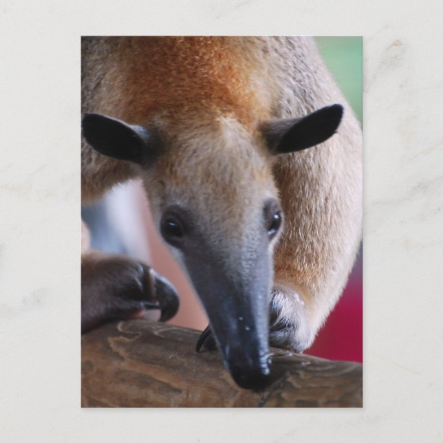 Cartes postales pour Anteater