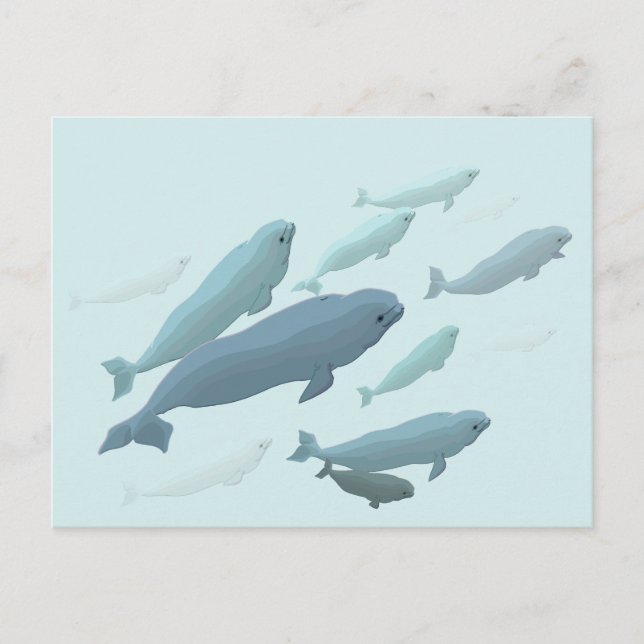 Cartes postales pour baleines bélugas Cartes canad (Devant)