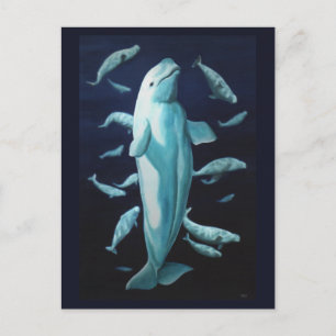 Cartes postales pour baleines bélugas Cartes canad