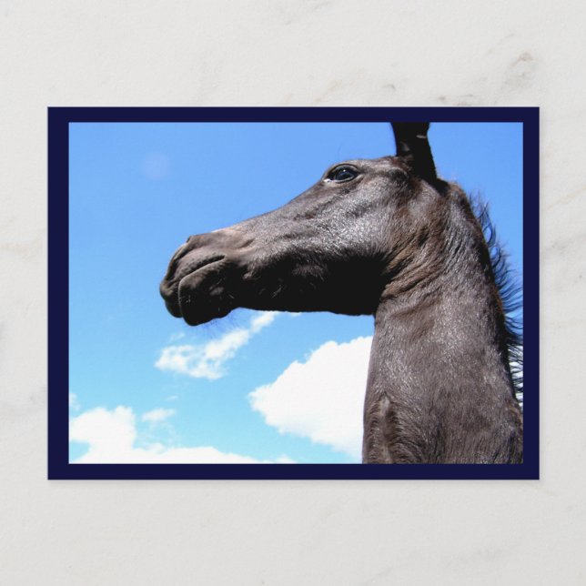 Cartes postales pour Cheval Giraffiné (Devant)