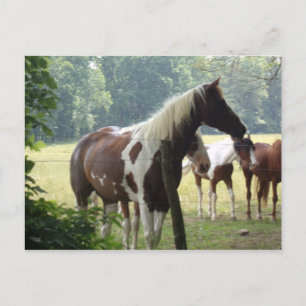 Cartes postales pour chevaux personnalisées
