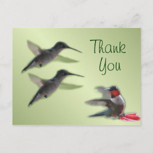 Cartes Postales pour Colibris Merci ou toute occas