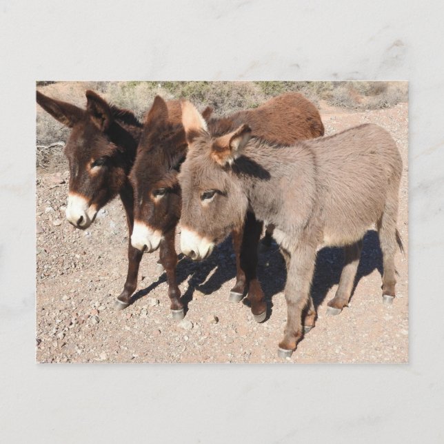 Cartes postales pour la faune, ânes, burros (Devant)