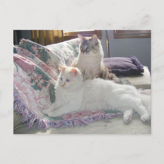 Cartes postales pour la tranquillité (Devant)