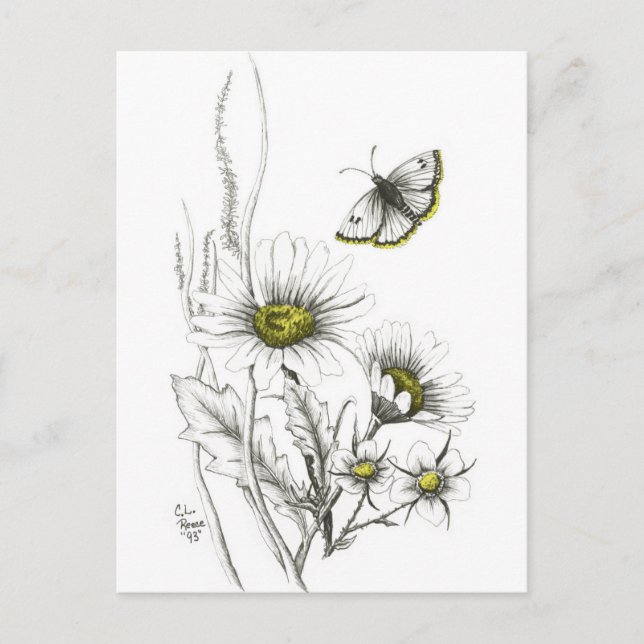 Cartes postales pour marguerites et papillons (Devant)