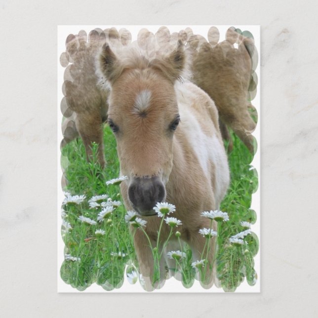 Cartes postales pour odeurs de pouls (Devant)
