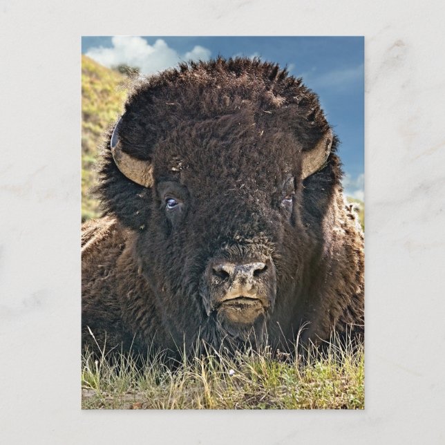 Cartes postales puissantes de bison (Devant)