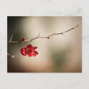 Cartes postales Quince en floraison