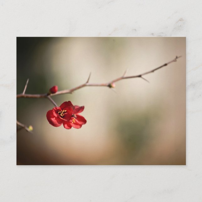 Cartes postales Quince en floraison (Devant)