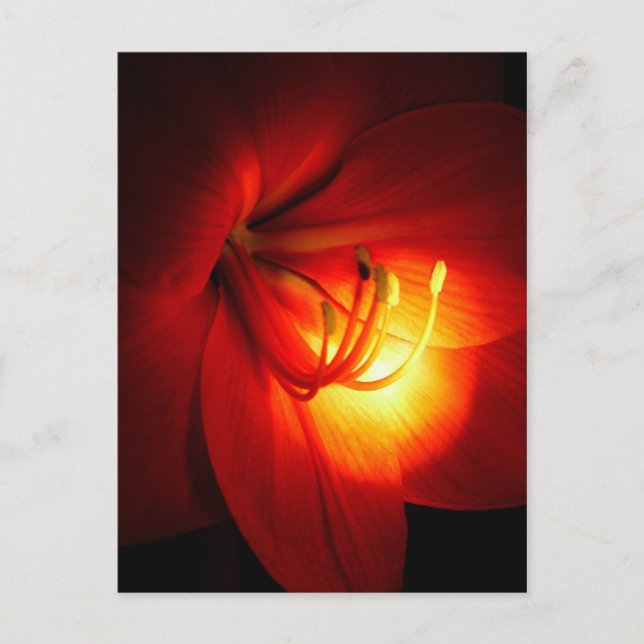 Cartes postales Red Amaryllis (Devant)