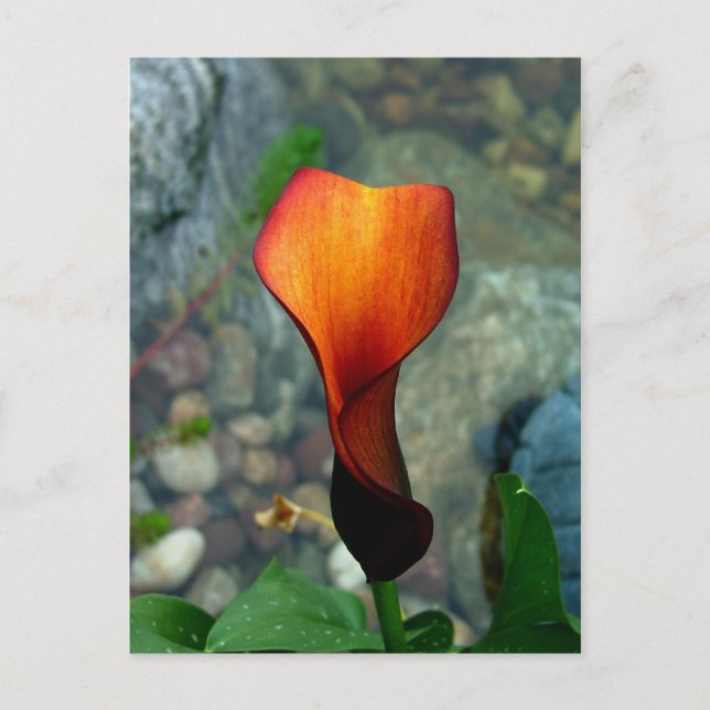 Cartes postales Red Calla Lily (Devant)