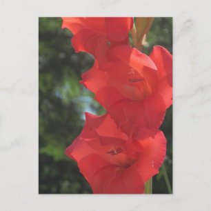 Cartes postales Red Gladiolas