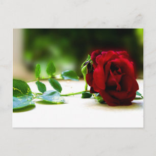 Cartes postales Red Rose