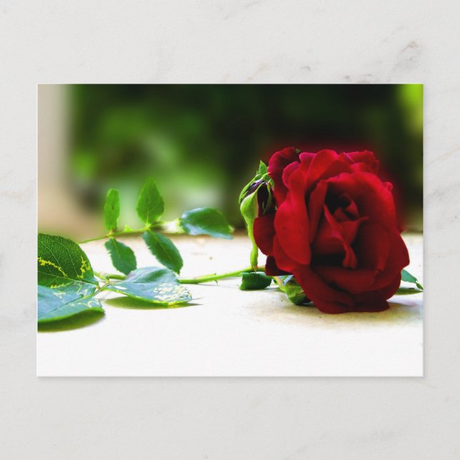 Cartes postales Red Rose (Devant)