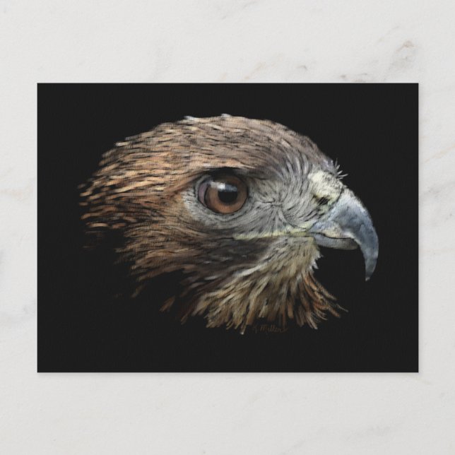 Cartes postales Red-tail Hawk pastel (Devant)