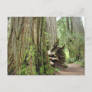 Cartes postales Redwood Tree Big California Redwoo