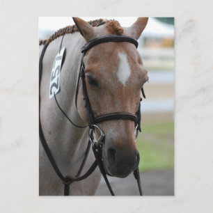 Cartes postales Roan Pony