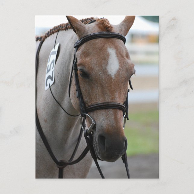 Cartes postales Roan Pony (Devant)