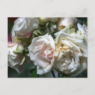 Cartes postales Roses blanches en fleurs Photograp