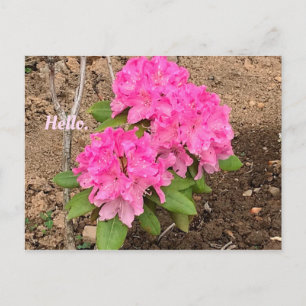 Cartes postales Roses Fleurs Rhododendron