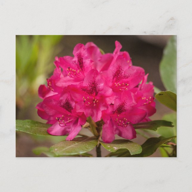 Cartes postales Roses Rhododendron Fleurs Florales (Devant)