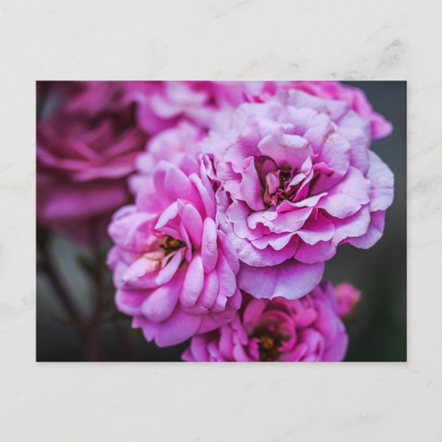  Cartes postales Roses roses tendres  (Devant)