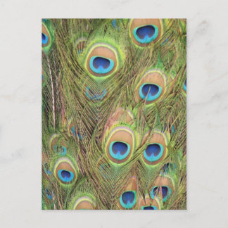 Cartes postales RSVP Peacock Plumes
