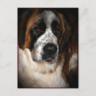 Cartes postales Saint Bernard 2