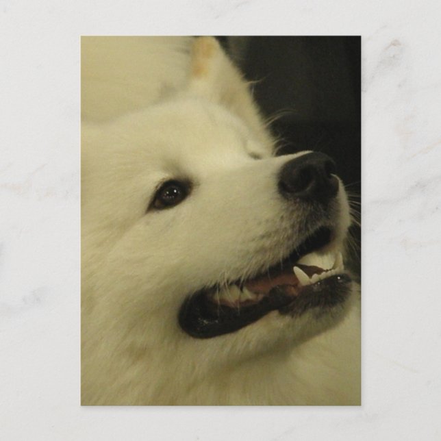 Cartes postales Samoyed Dog (Devant)