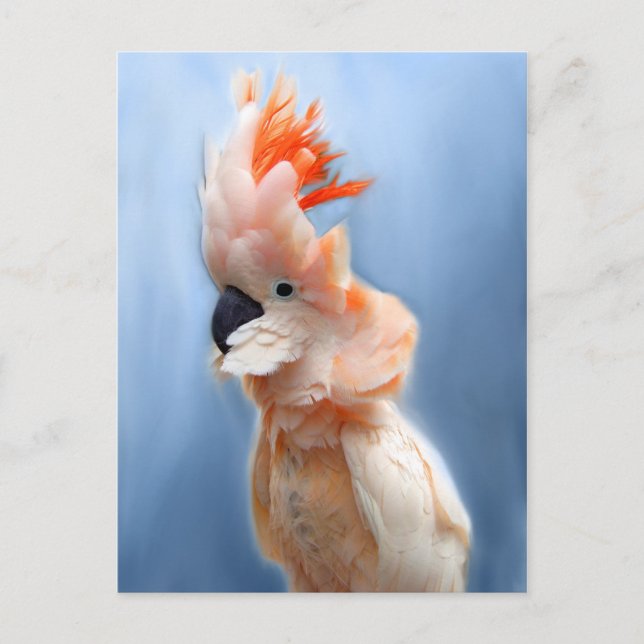 Cartes postales saumons Crested Cockatoo (Devant)