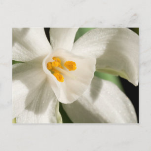 Cartes Postales Save The Date Noir Et Blanc