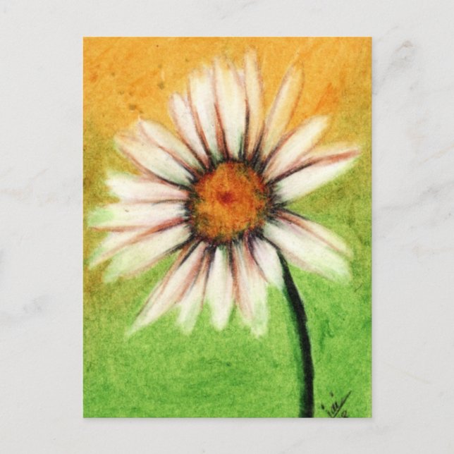Cartes postales Shasta Daisy V (Devant)