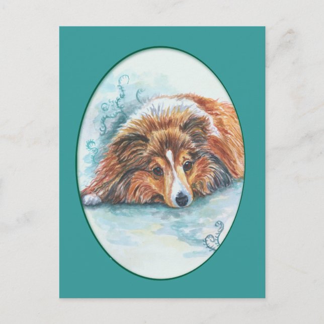 Cartes postales Shetland Sheepdog (Devant)