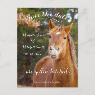 Cartes postales "Smiling Horse" pour annoncer la d