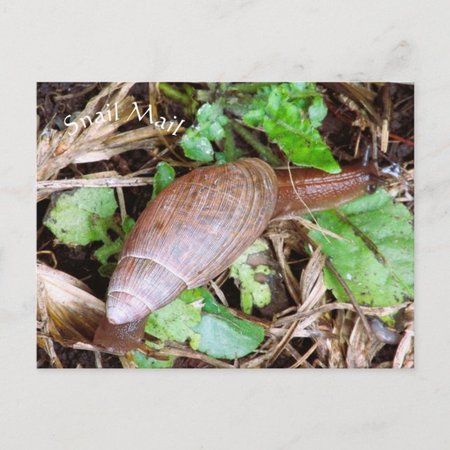 Cartes postales Snail Mail (Devant)