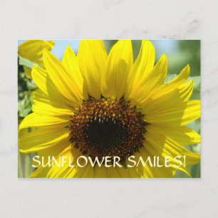 Cartes postales Sourires Tournesol Fleurs de tourn