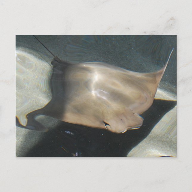 Cartes postales Stingray (Devant)