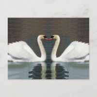 Cartes postales Swan Heart