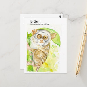 Cartes postales Tarsier-DNM